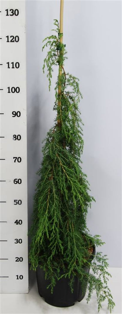 Juniperus communis &