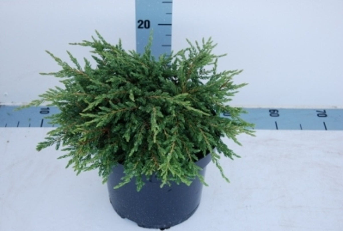 Juniperus comm. &