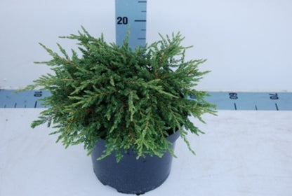 Juniperus comm. &