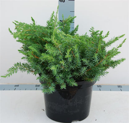 Juniperus conferta &