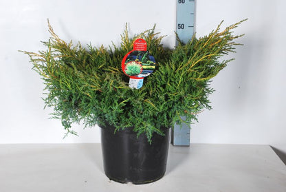 Juniperus pf. &