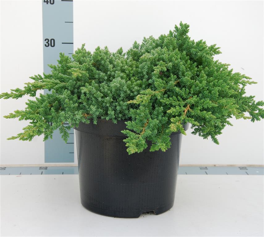 Juniperus proc. &