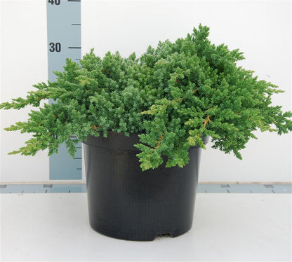 Juniperus proc. &