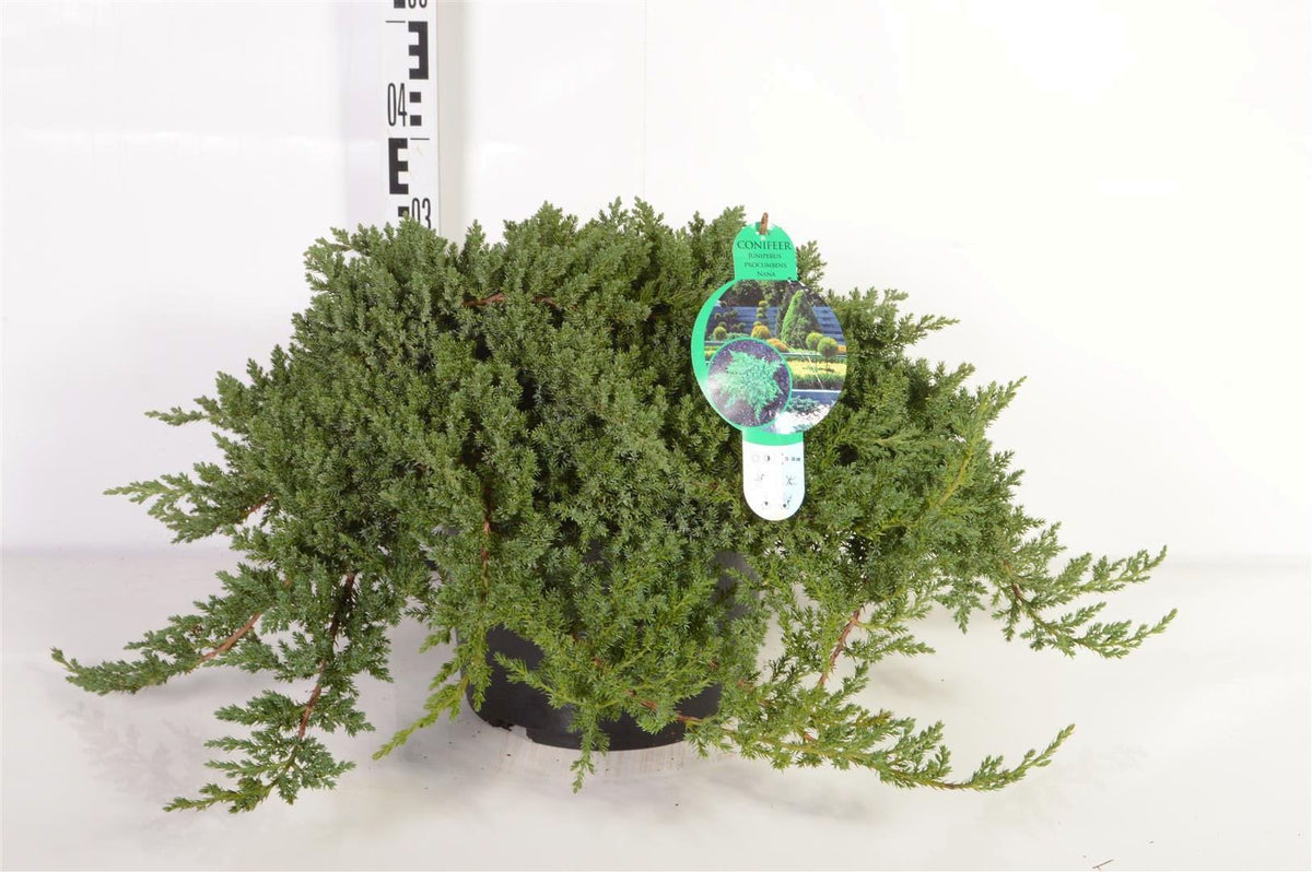 Juniperus proc. &