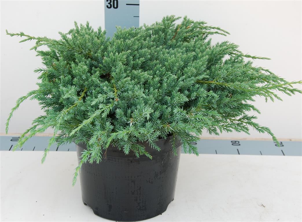 Juniperus squamata &