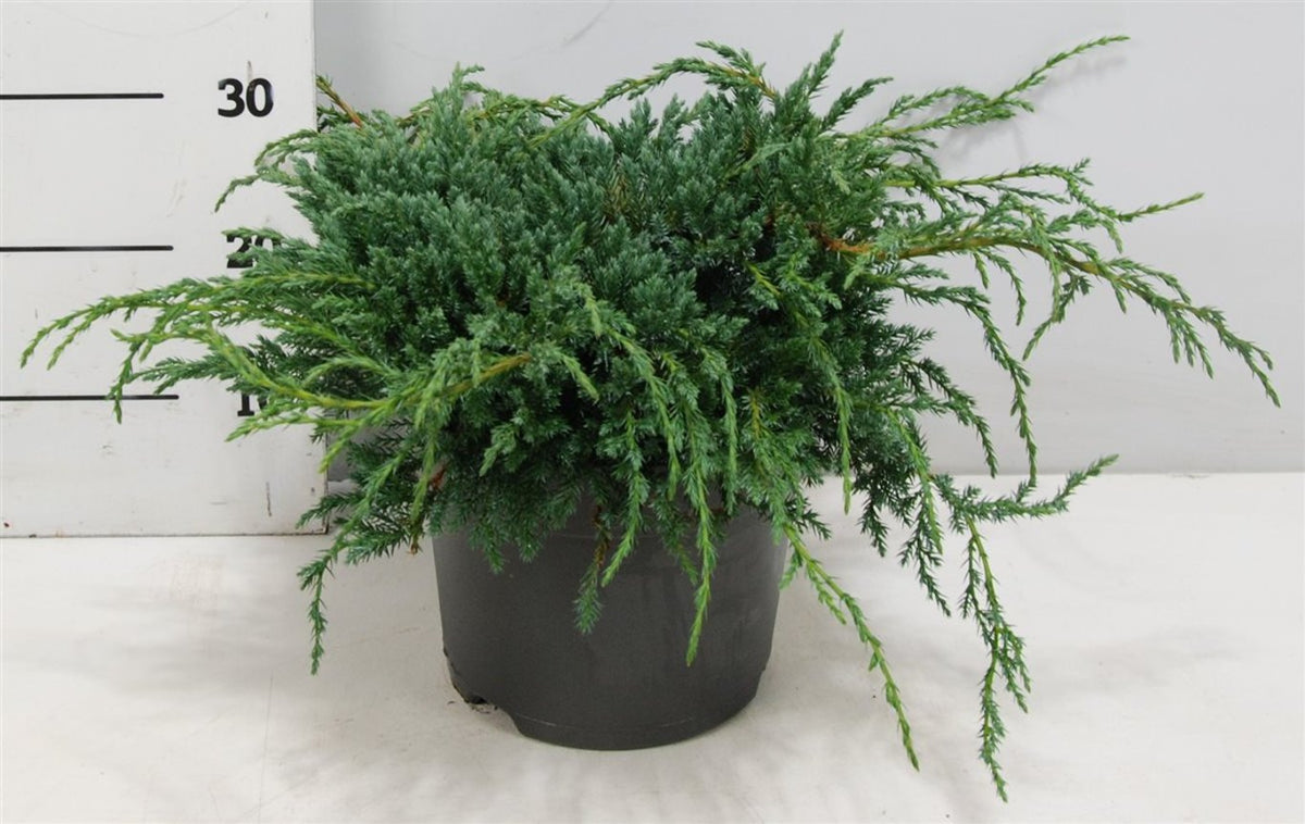Juniperus squamata &