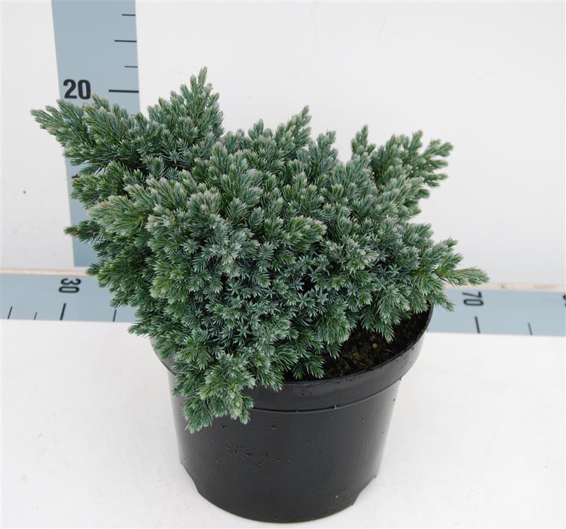 Juniperus squamata &