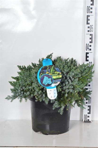 Juniperus squamata &