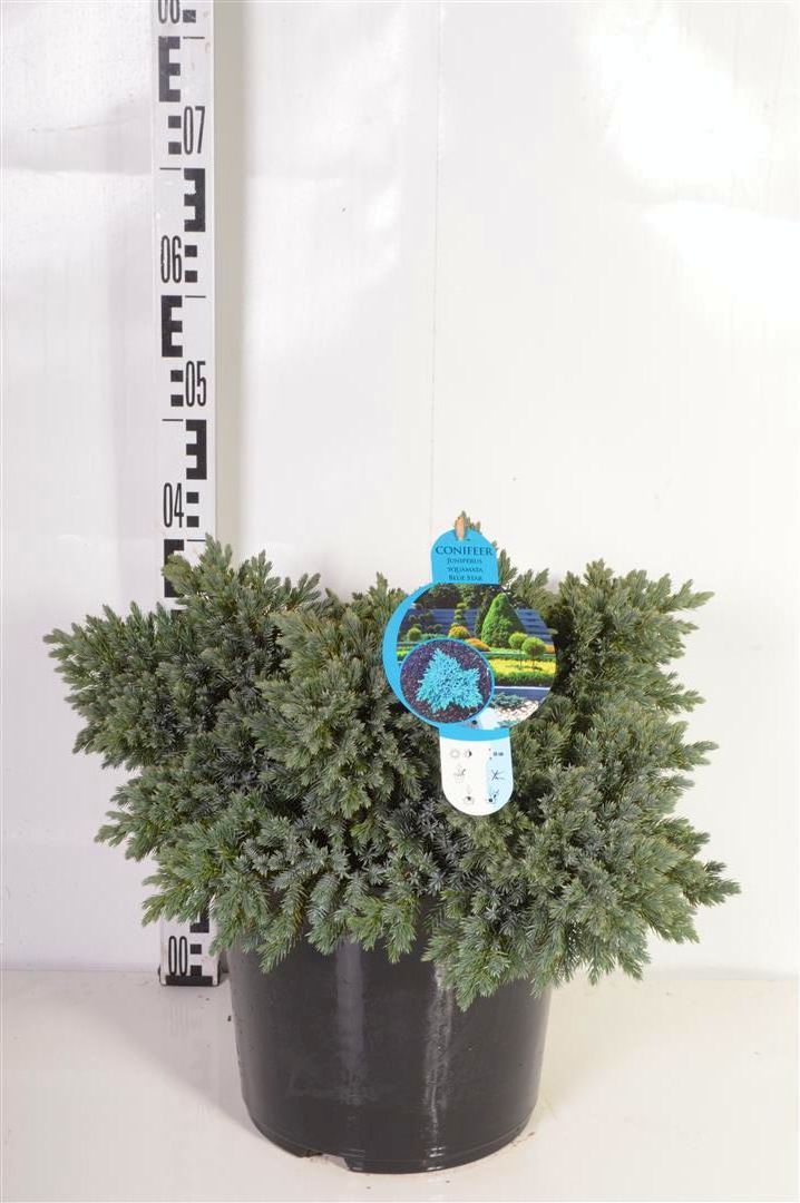 Juniperus squamata &