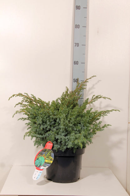 Juniperus squamata &