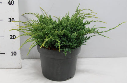 Juniperus squamata &