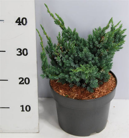 Juniperus squa. &