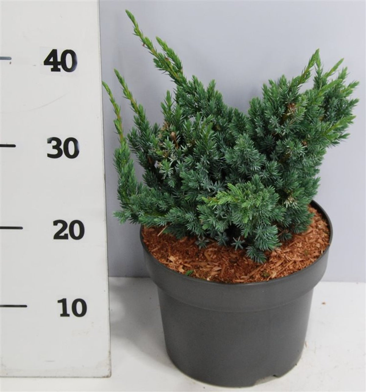 Juniperus squamata &