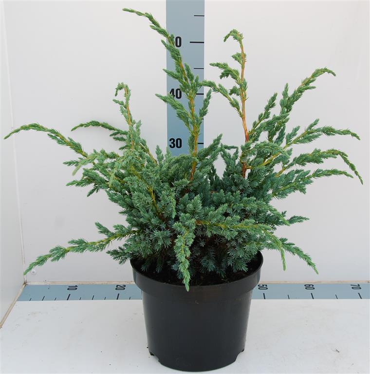 Juniperus squamata &