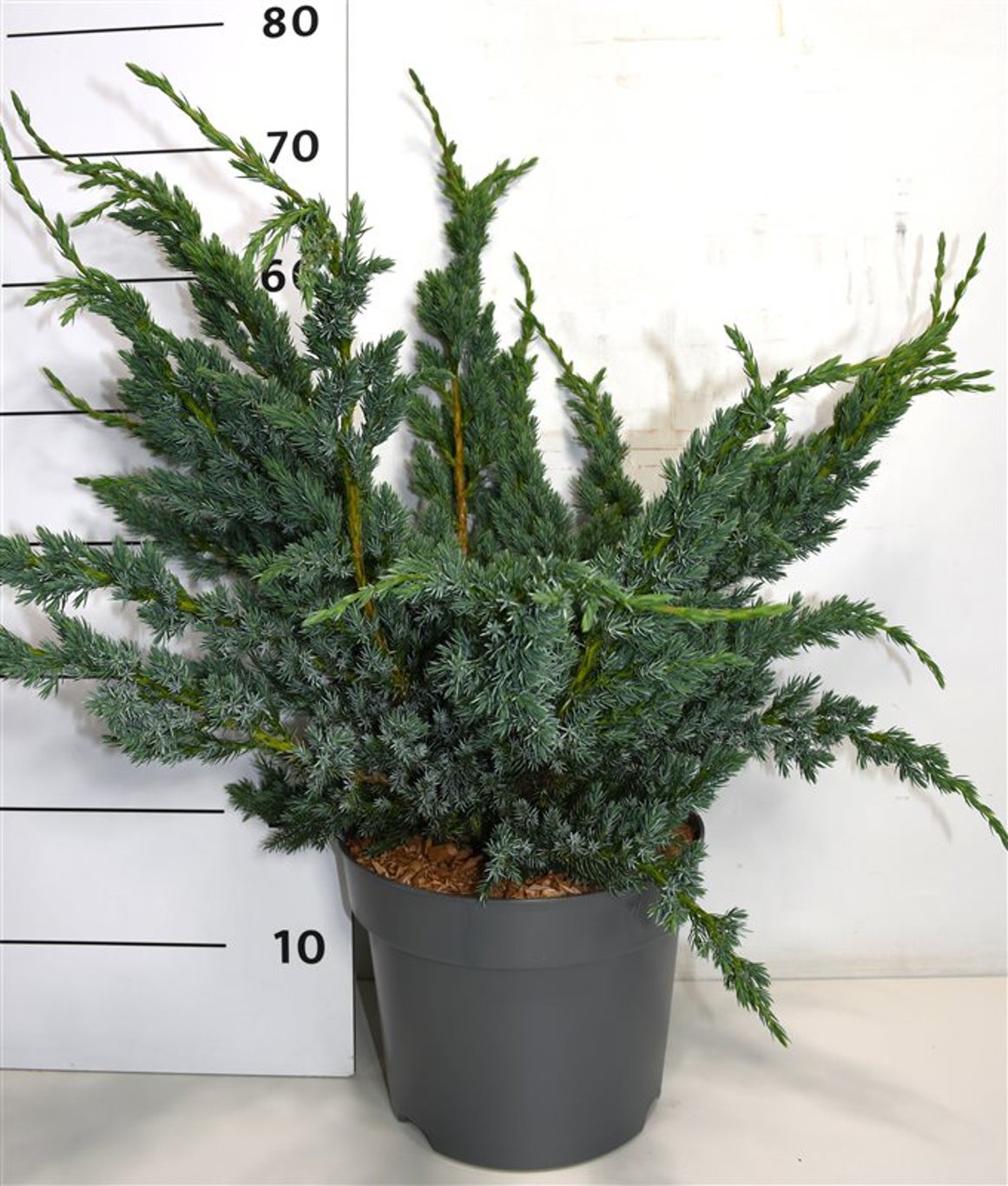 Juniperus squamata &