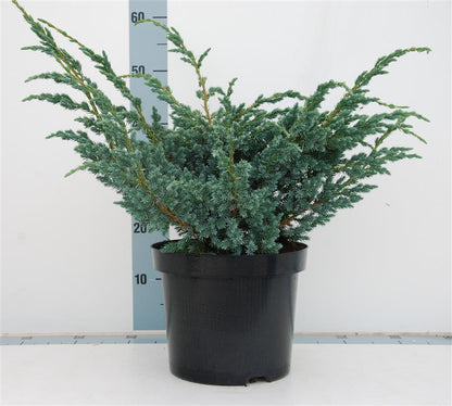 Juniperus squamata &