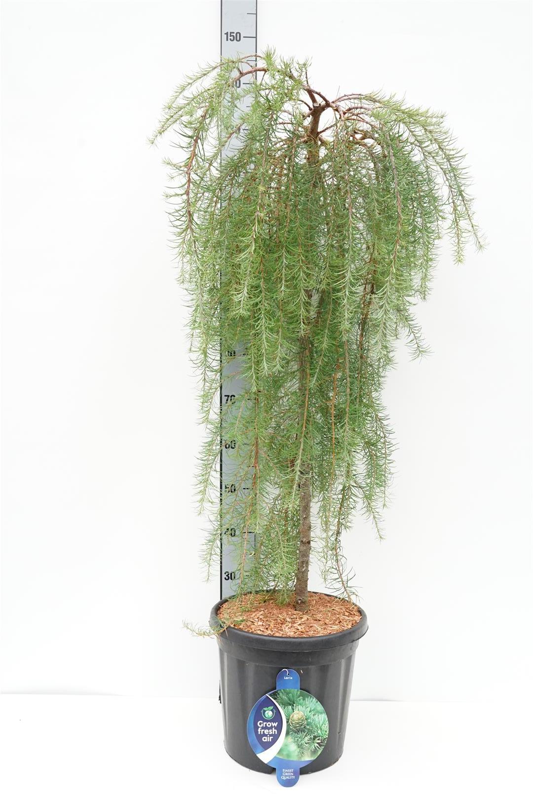 Larix kaempf. &