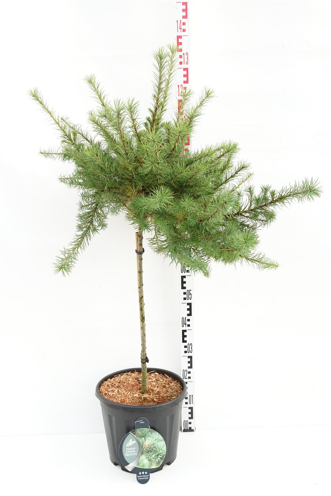 Larix kaempf. &