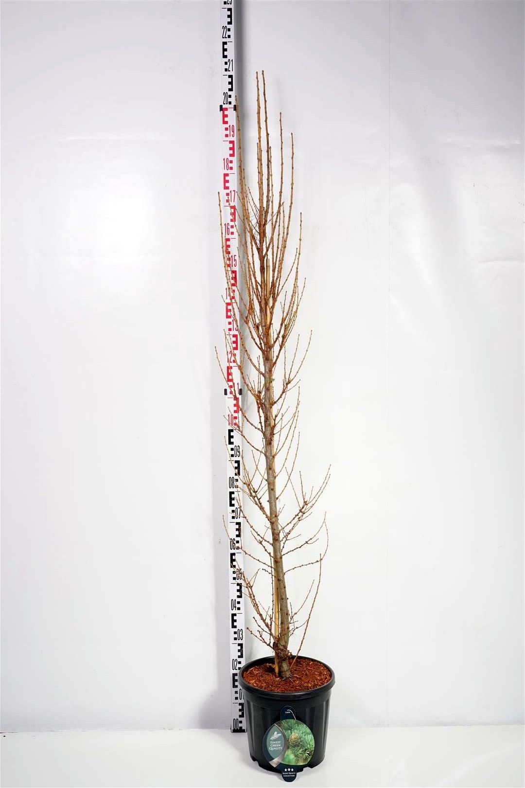Larix kaempf. &