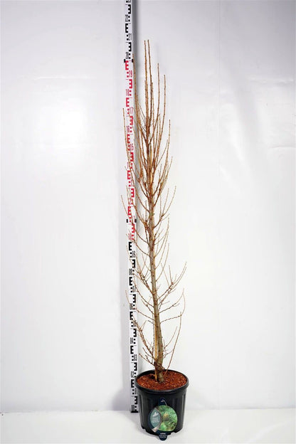 Larix kaempf. &