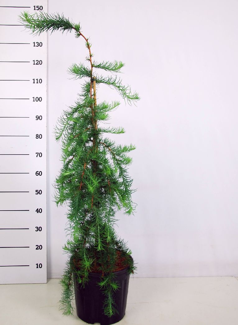 Larix kaempf. &