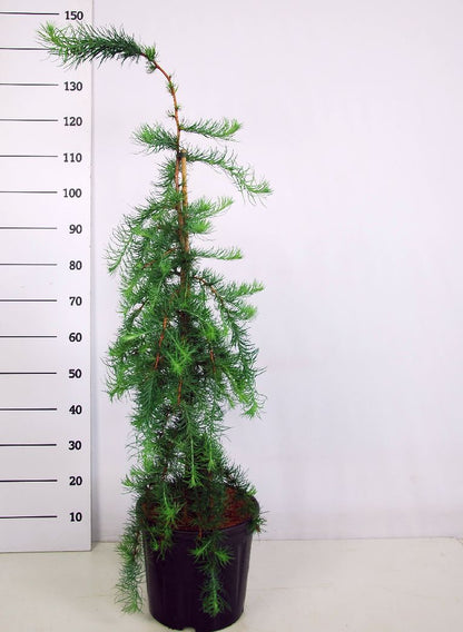 Larix kaempf. &