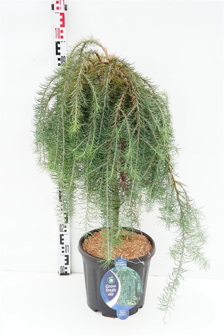 Larix kaempf. &