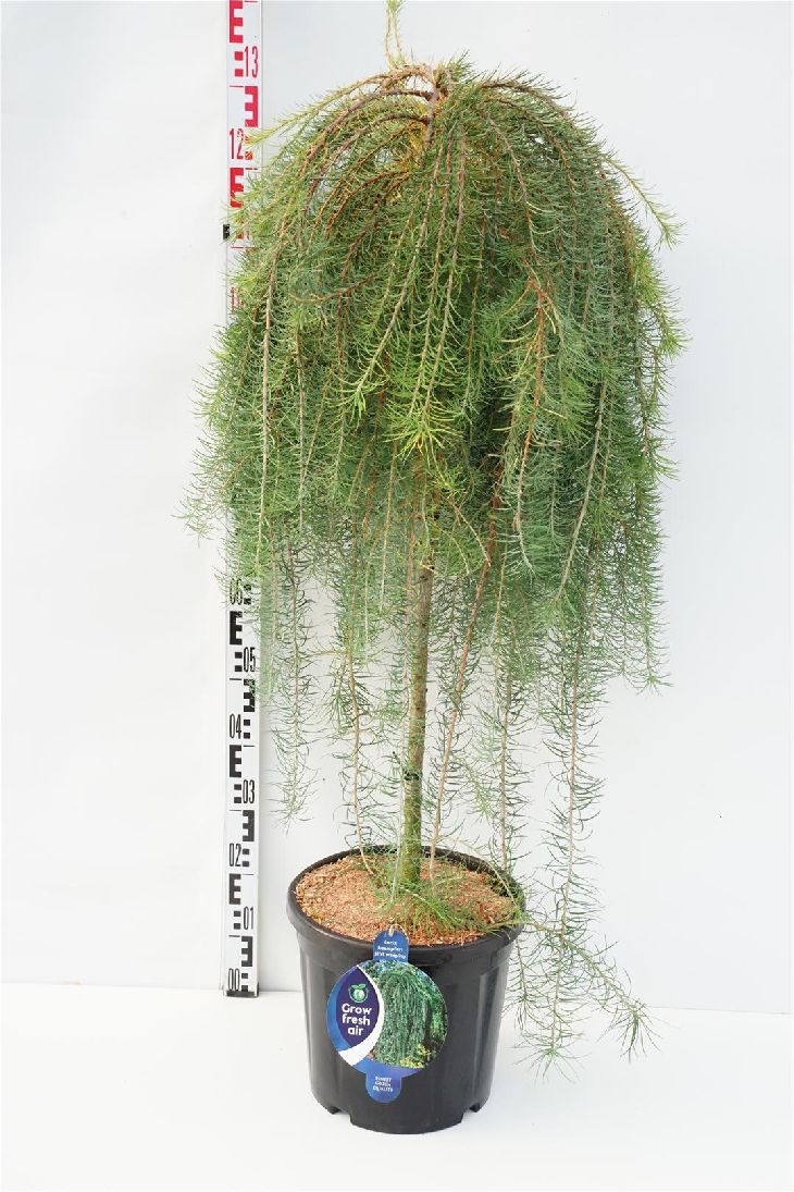 Larix kaempferi &
