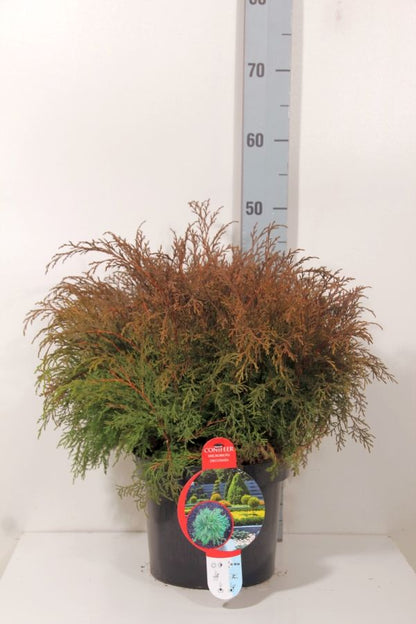 Microbiota decussata 30-40 cm C5 (5 liters kruka)