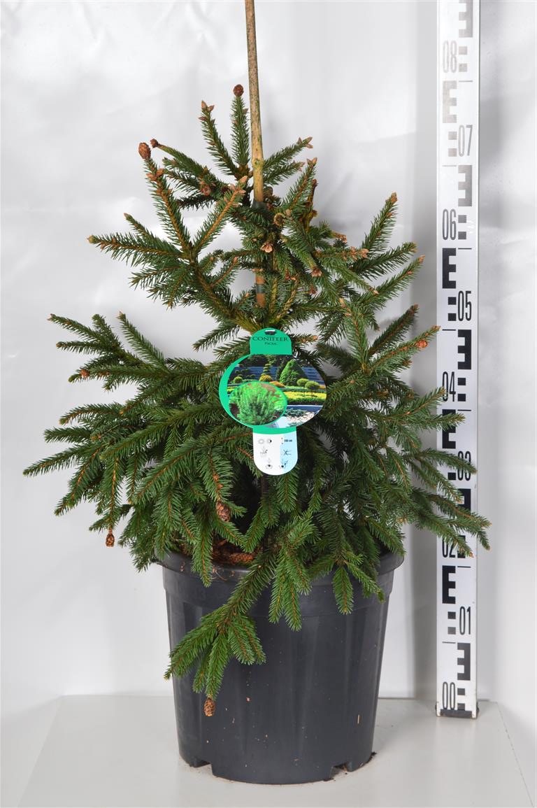 Picea abies &