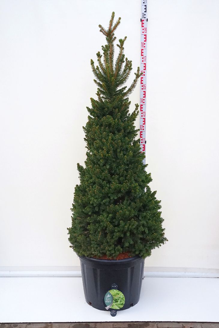 Picea abies &
