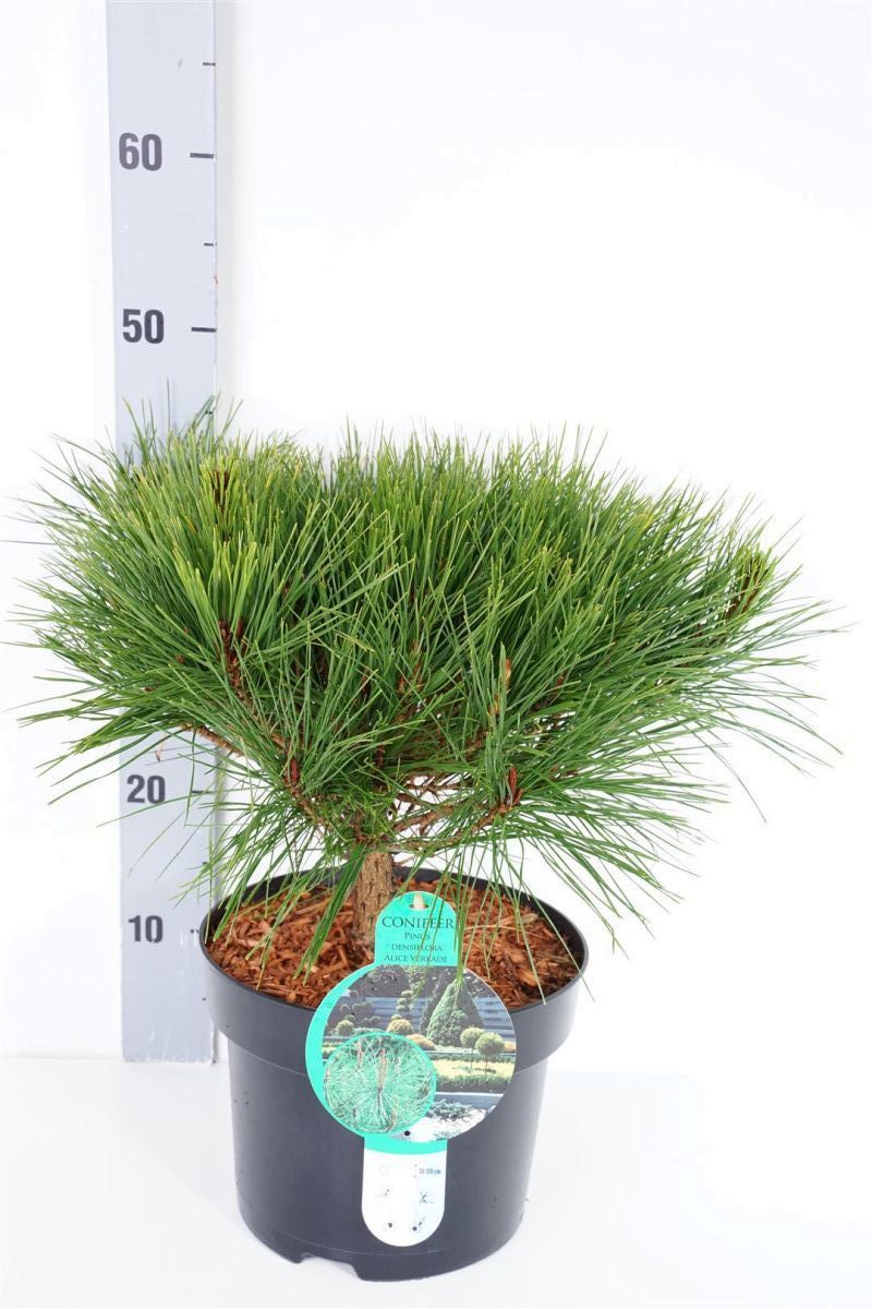 Pinus dens. &