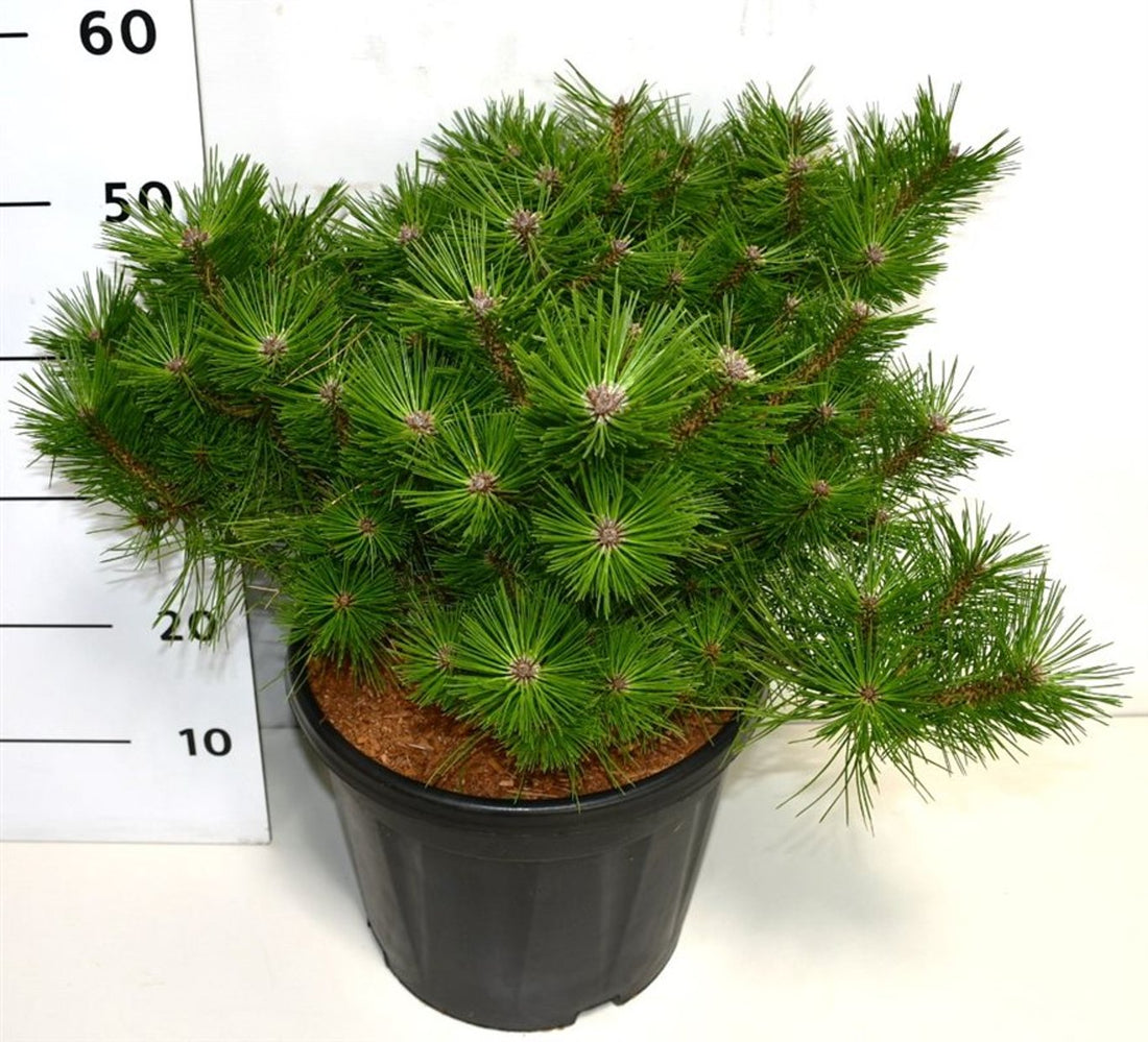 Pinus dens. &