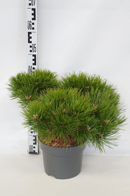 Pinus densiflora &