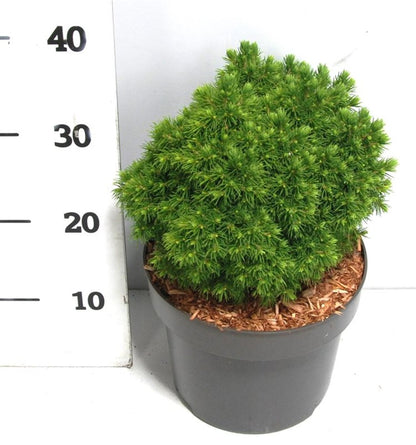 Picea glauca &