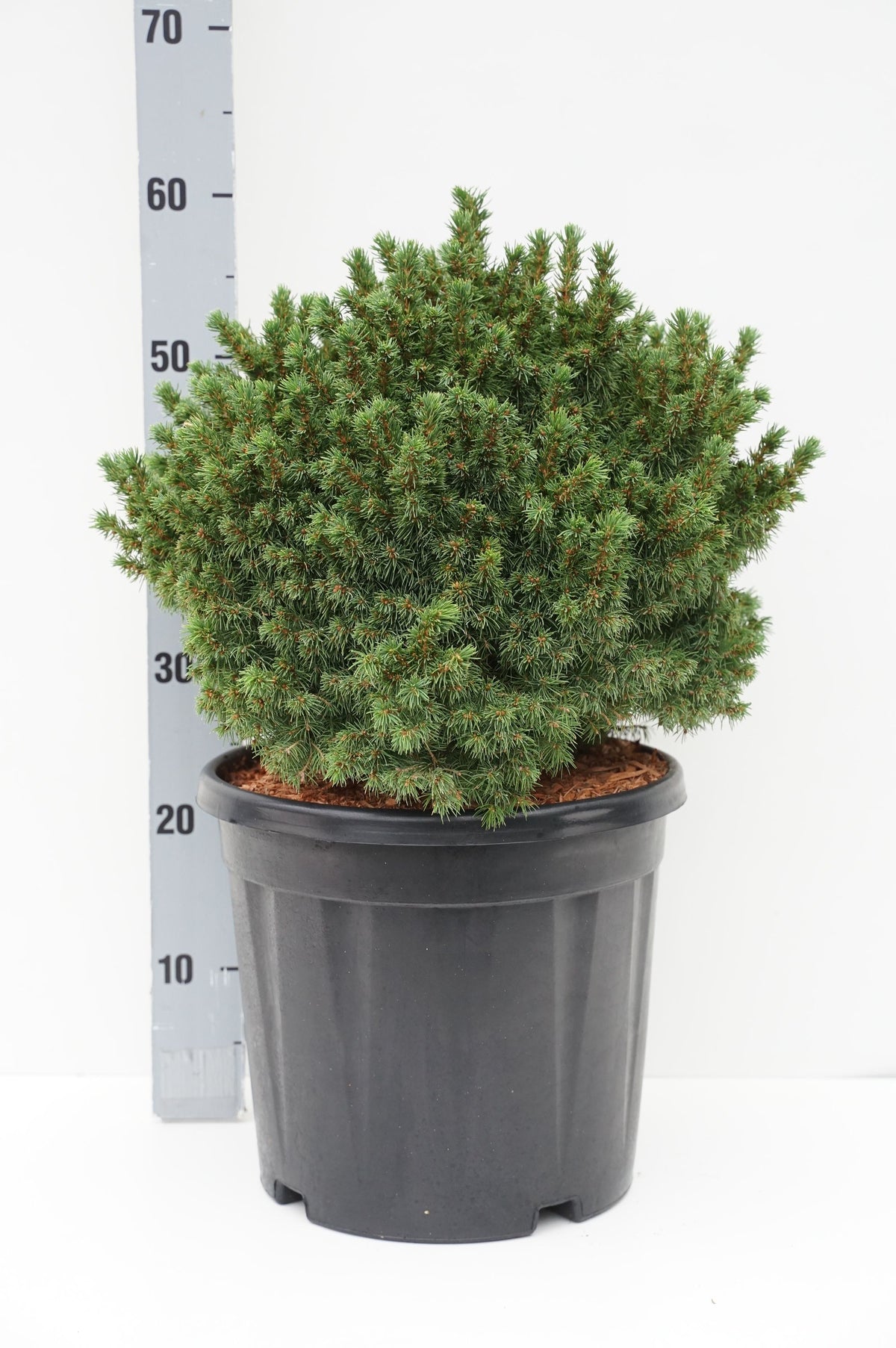 Picea glauca &
