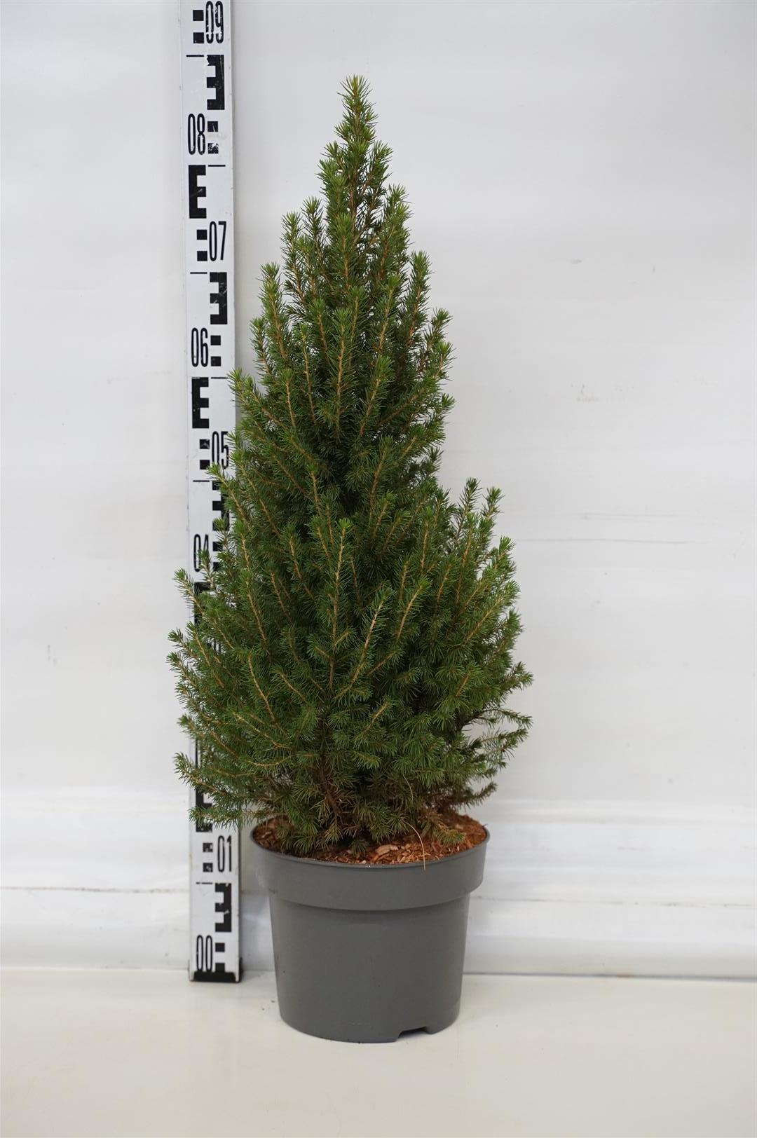 Picea gl. &