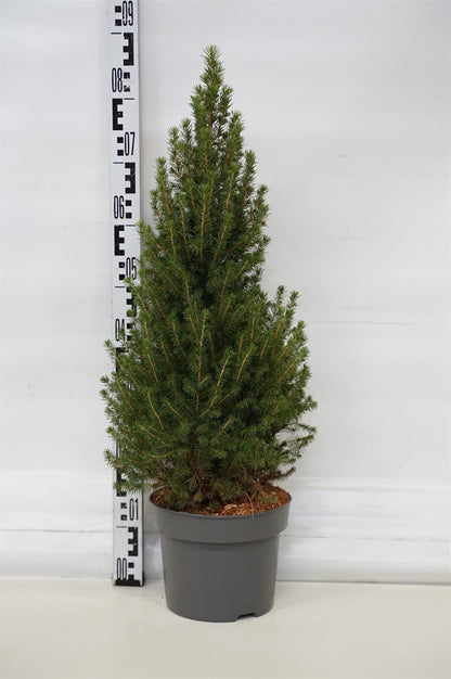 Picea gl. &
