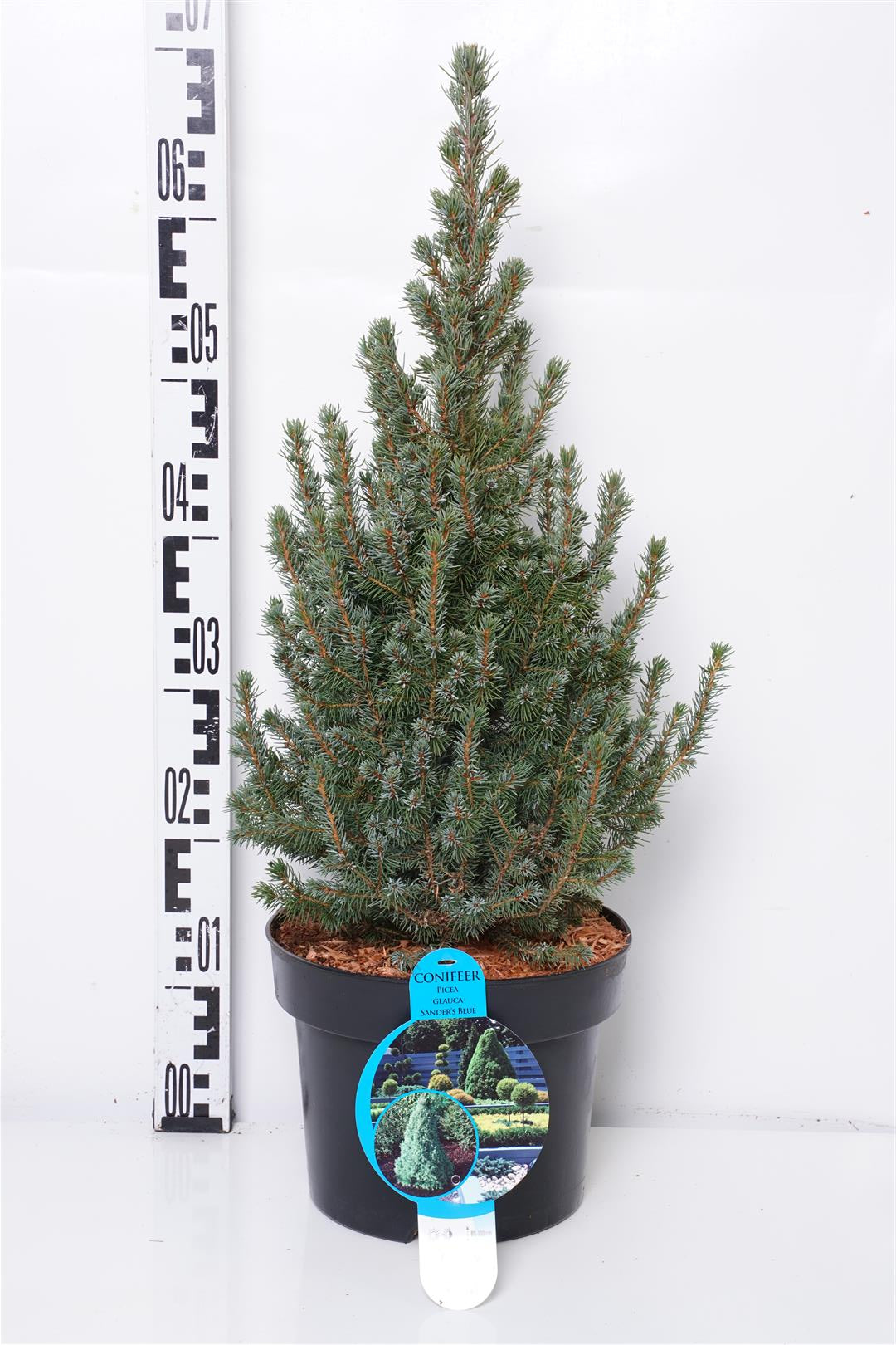 Picea glauca &