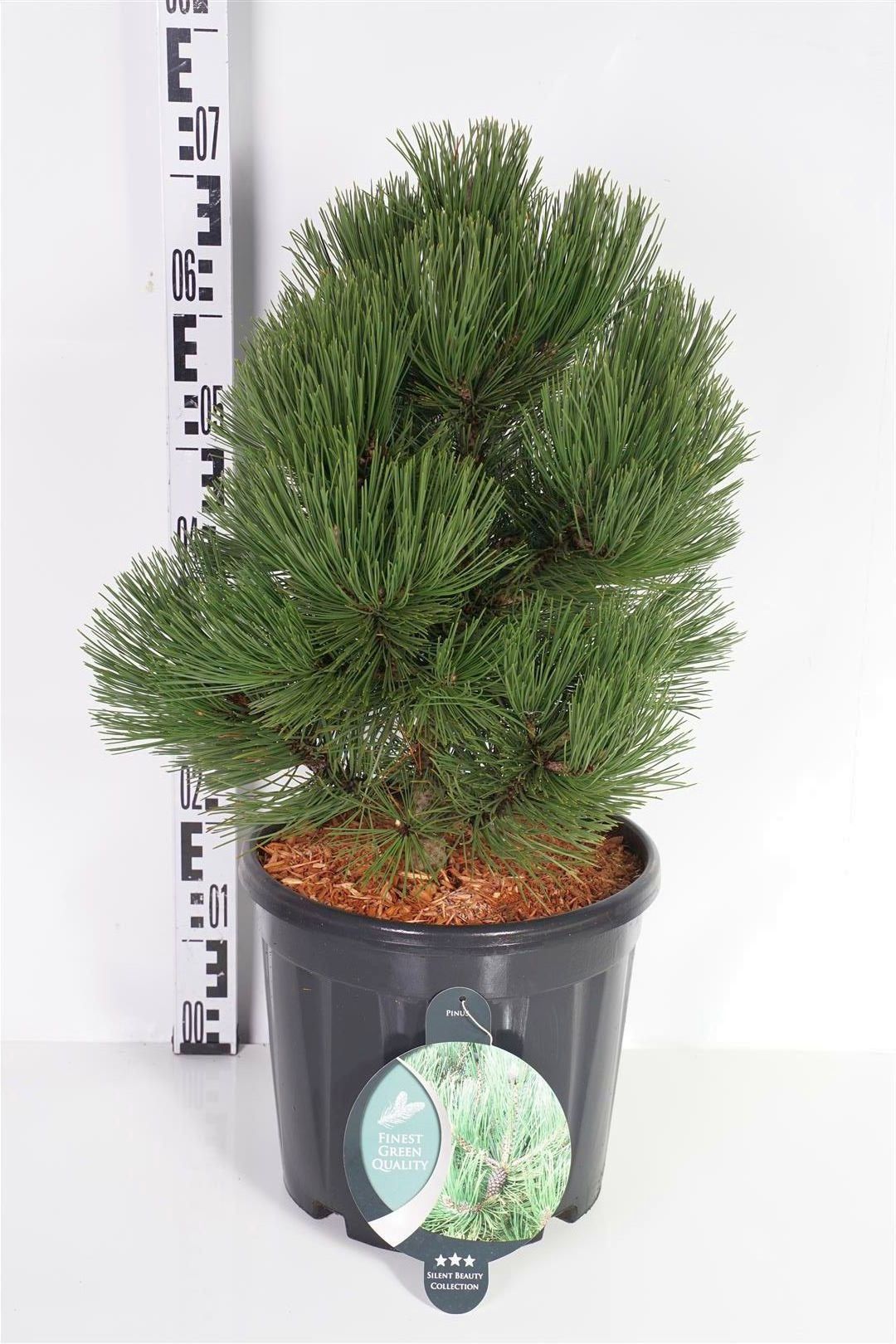 Pinus leucodermis &