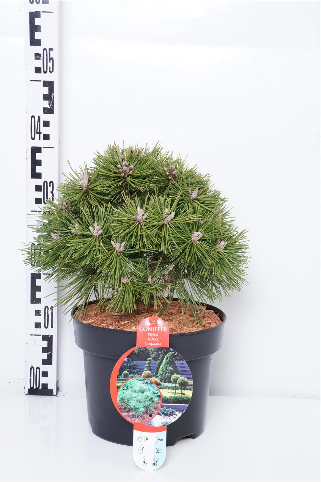 Pinus mugo &