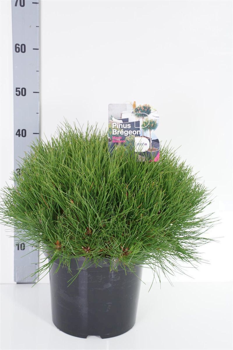 Pinus &