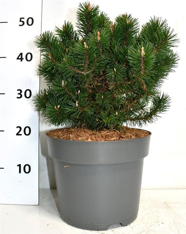 Pinus mugo &