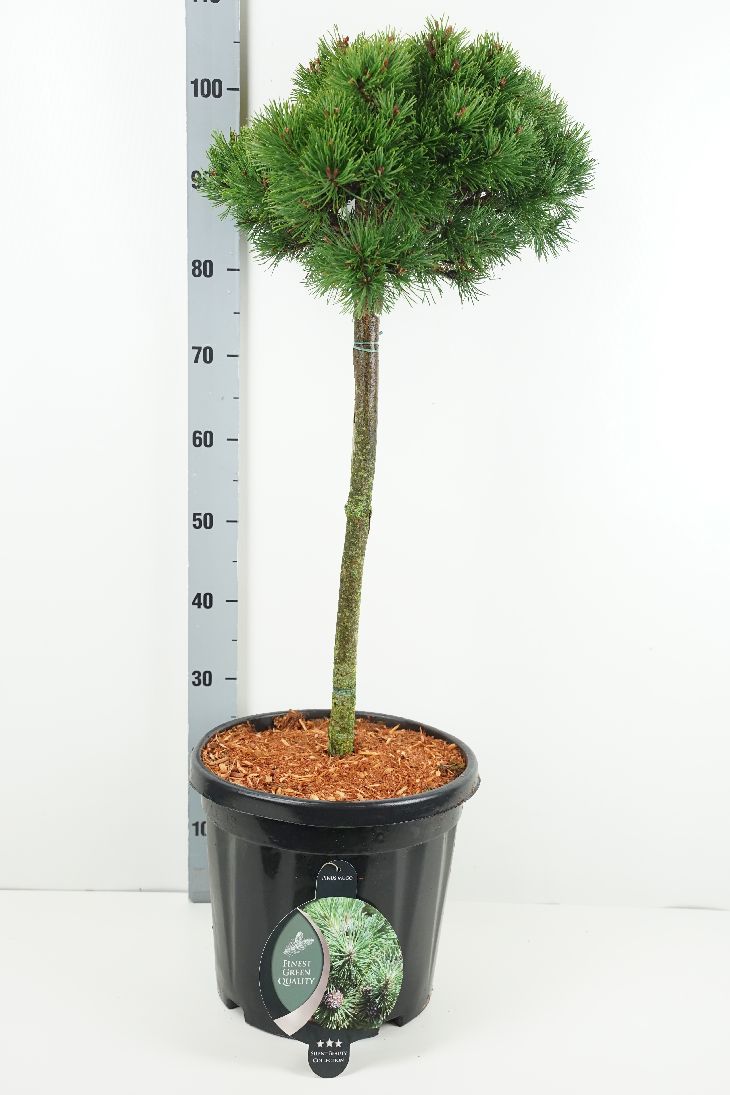 Pinus mugo &