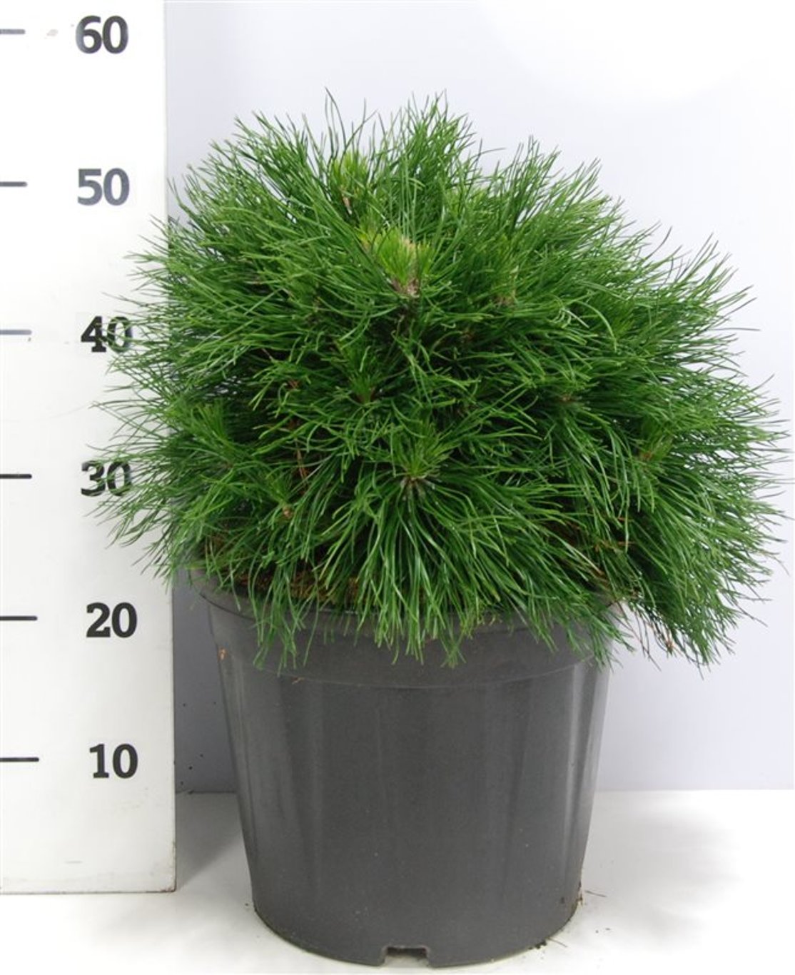 Pinus mugo &