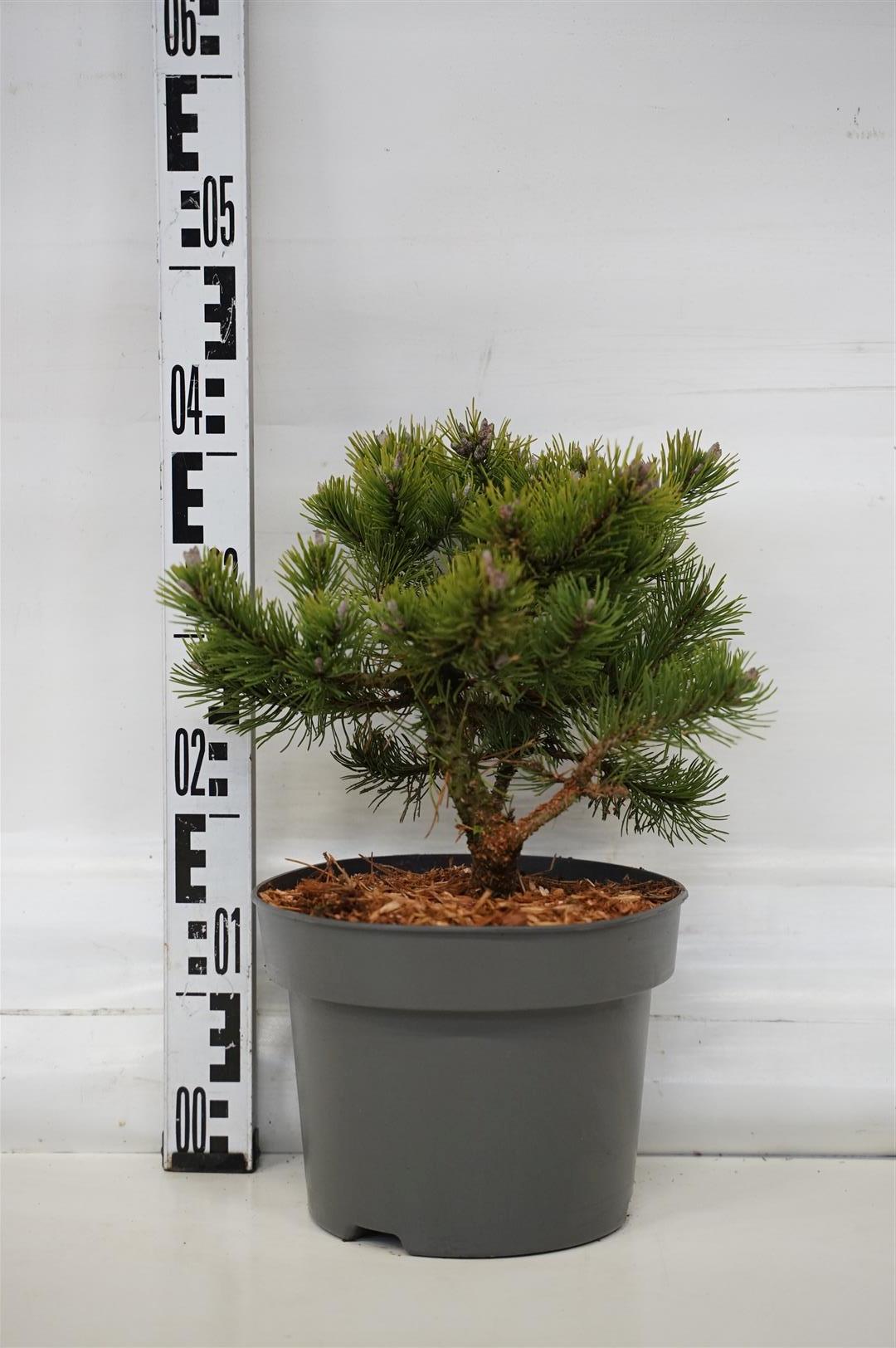 Pinus mugo &