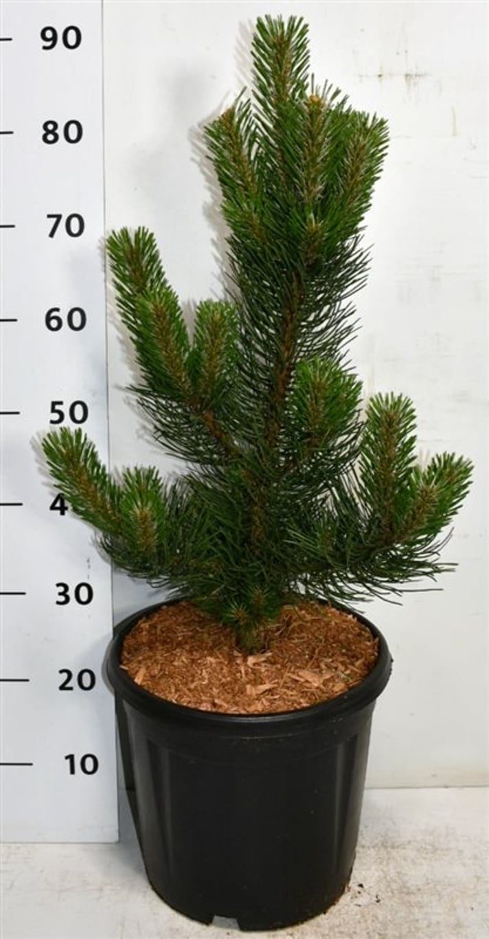 Pinus nigra &