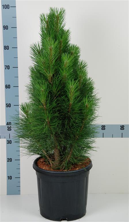 Pinus nigra &