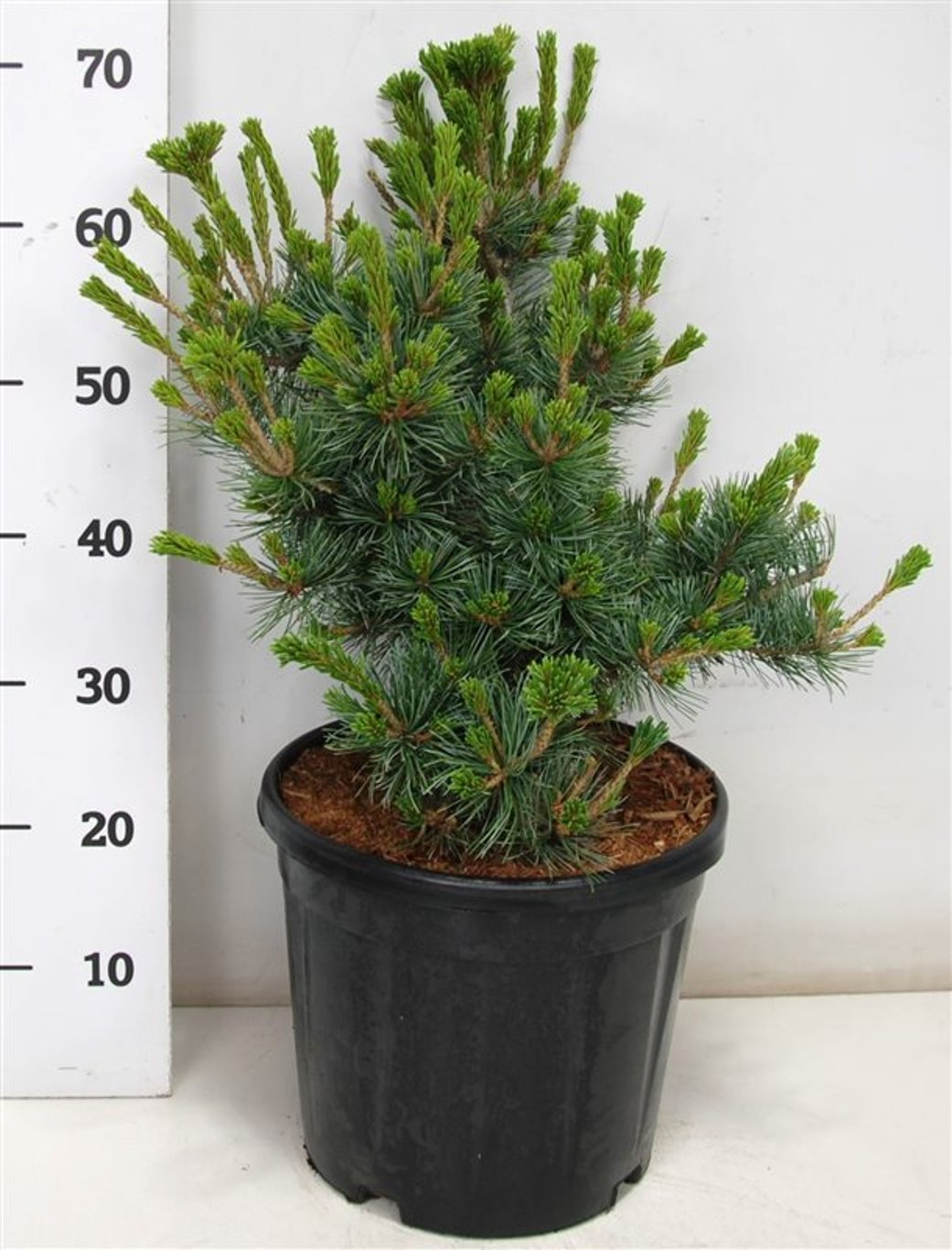 Pinus parviflora &