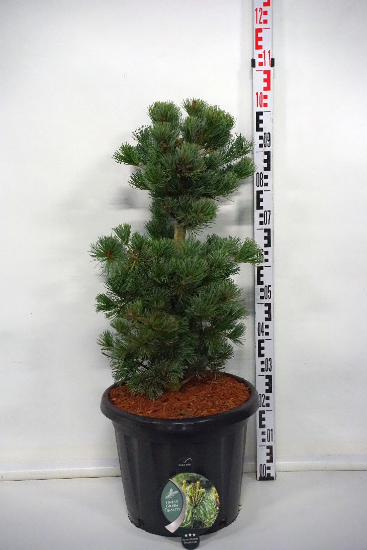 Pinus parviflora &